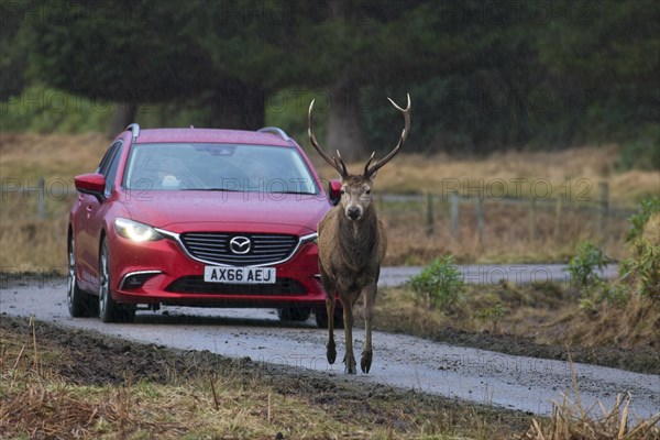 Red deer