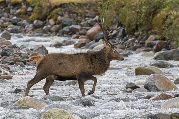 Red deer