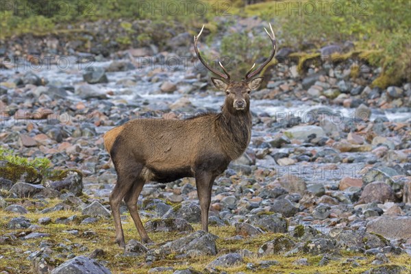 Red deer