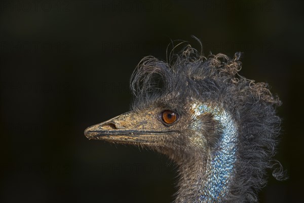 Emu