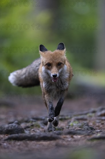 Red fox lured on a forest path with hare lament