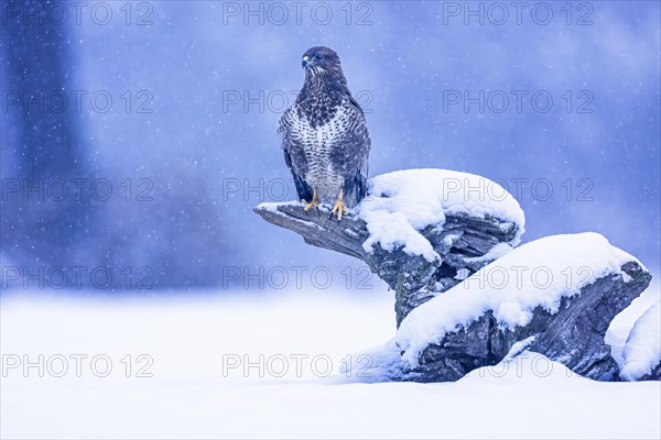 Common steppe buzzard