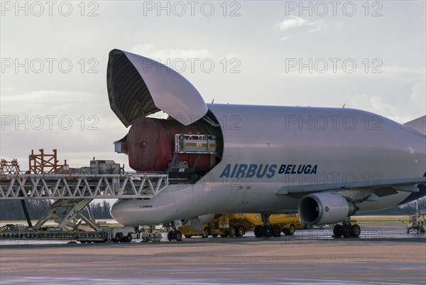 Beluga