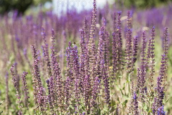 Common lavender