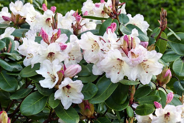 Flowering rhododendrons