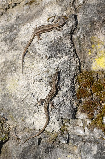 Common wall lizard