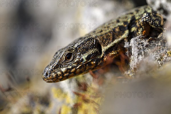 Common wall lizard