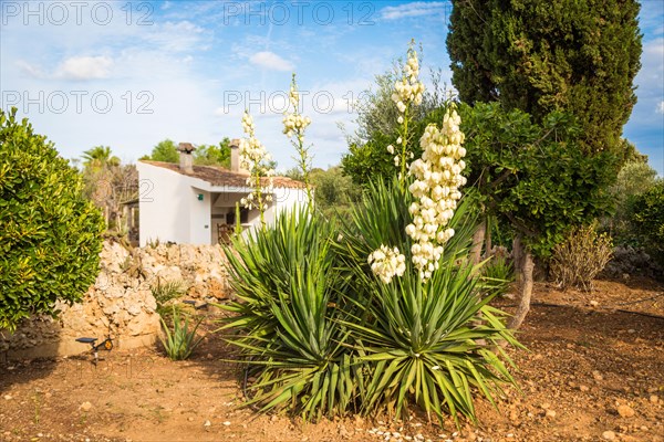 Flowering yuccas