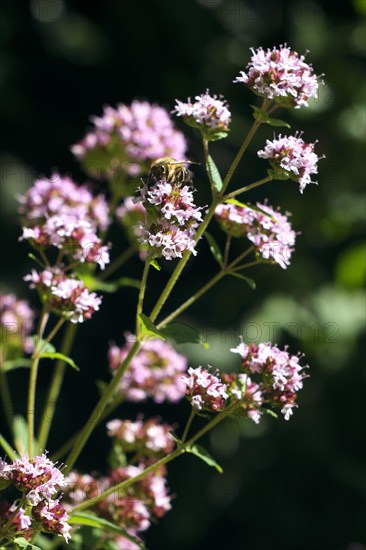 Honey bee on a common thyme