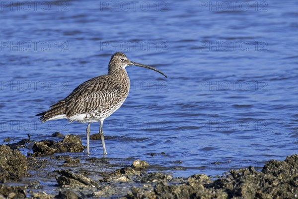 Eurasian curlew