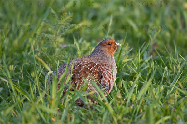 Grey Partridge