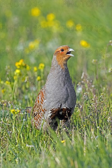 Grey partridge