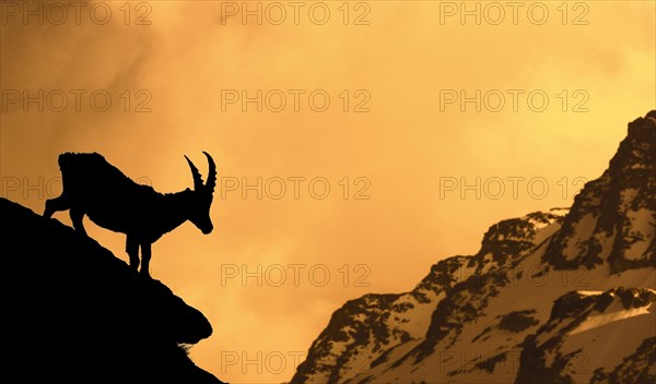 Alpine ibex