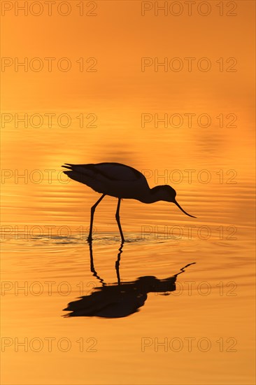 Pied avocet