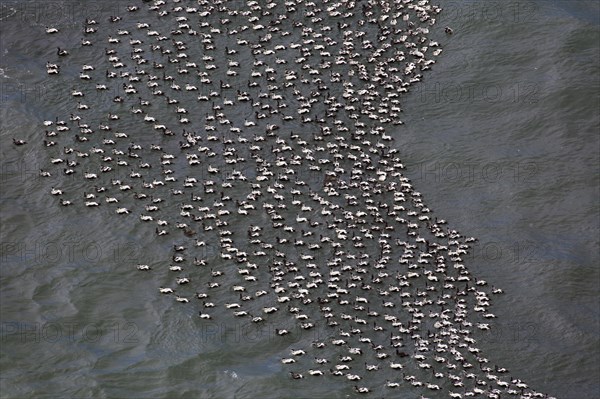 Aerial view over flock of common eider