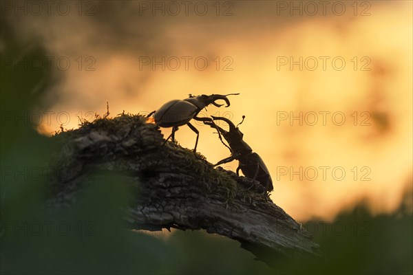 Two European stag beetle