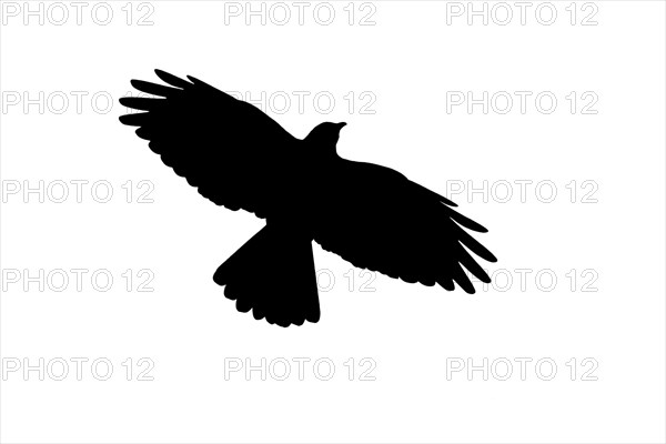 Silhouette of Alpine chough