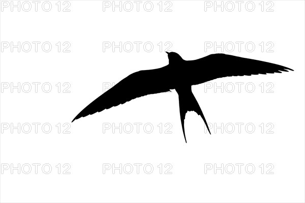 Silhouette of Arctic tern