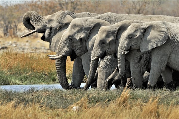 African Bush Elephant