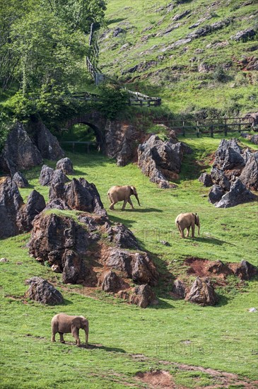 Enclosure with herd of African elephants