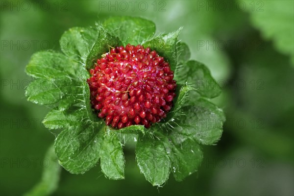 Mock strawberry