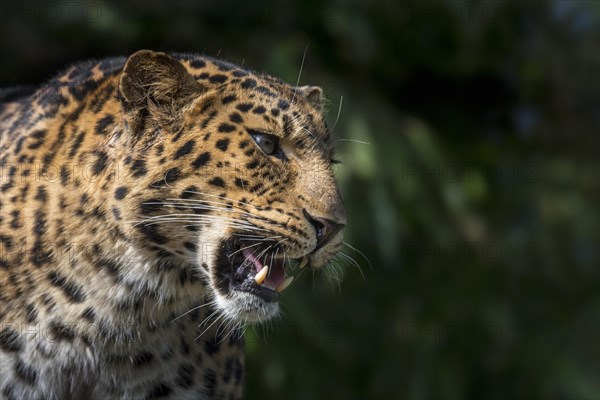 Amur leopard