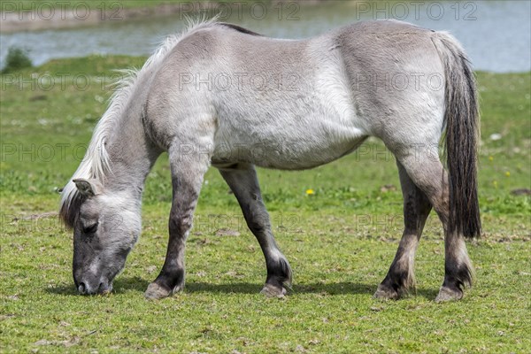 Heck horse