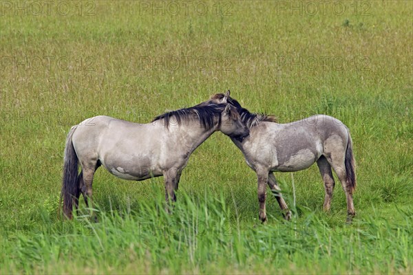 Mutual grooming by Konik horses in field