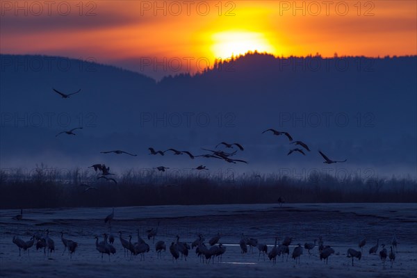 Common Crane