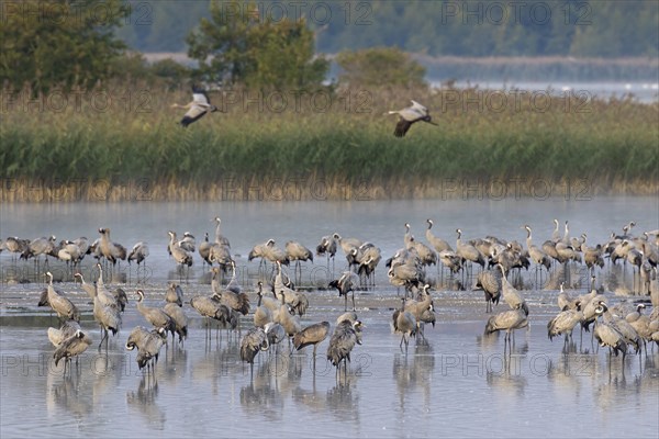 Common Crane