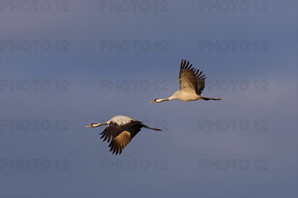 Two migrating common cranes