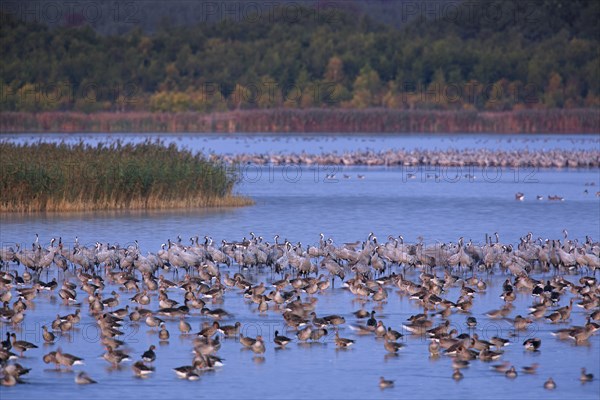 Flock of common cranes