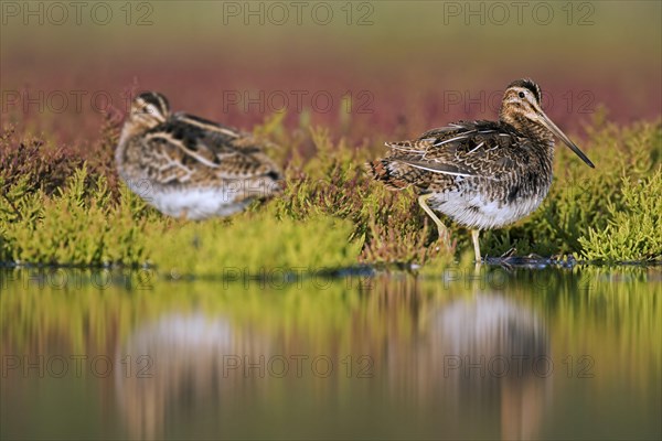 Two common snipes