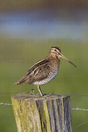 Common snipe