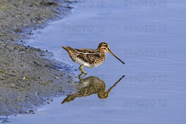 Common snipe