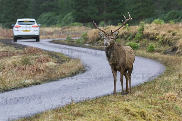 Red deer