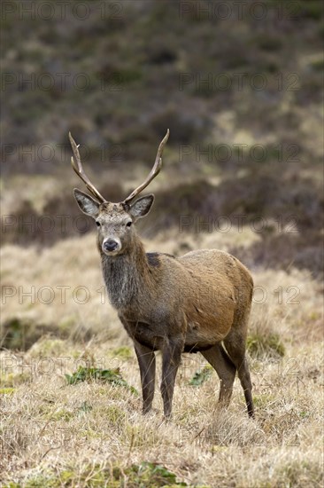 Red deer