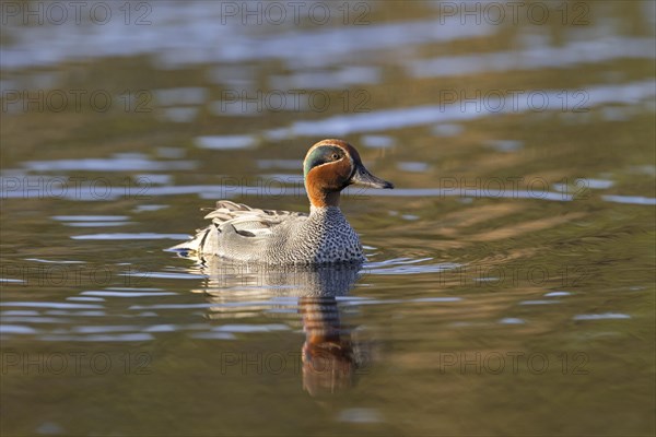 Eurasian teal