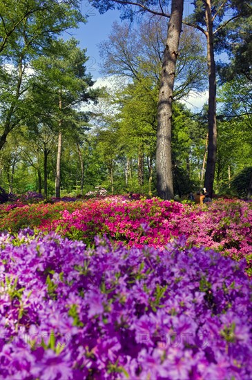 The Azalea Garden in Bremen Rhododendron Park