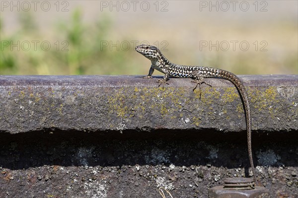 Common wall lizard