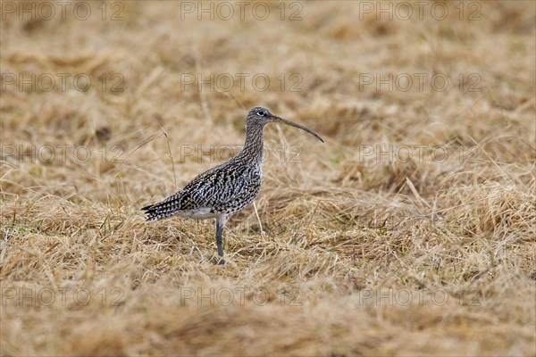 Eurasian Curlew