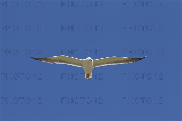 Lesser black-backed gull