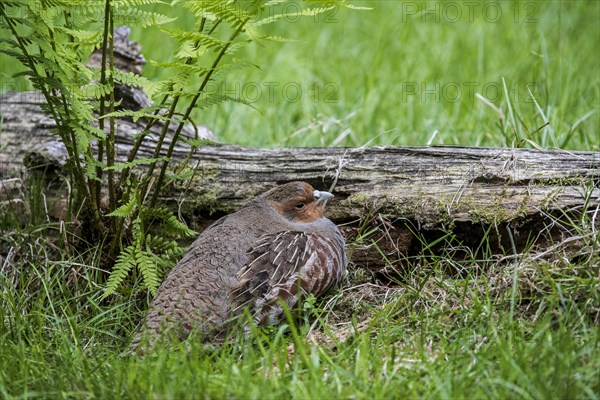 Grey Partridge