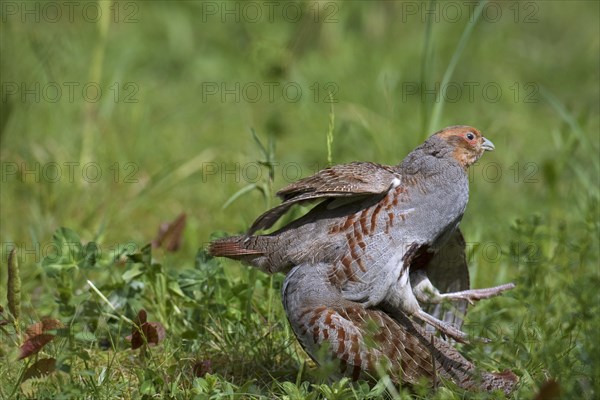 Two territorial male grey partridges