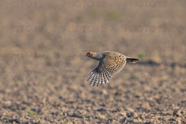 Grey partridge