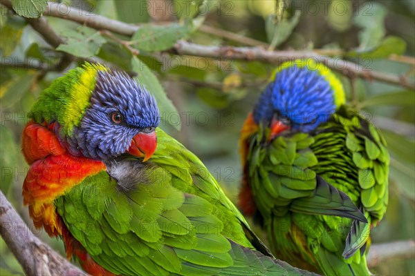 Two rainbow lorikeets