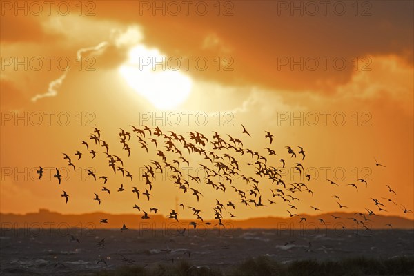 Huge flock of bar-tailed godwits