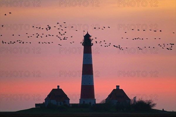 Flock of geese and lighthouse Westerheversand at sunset