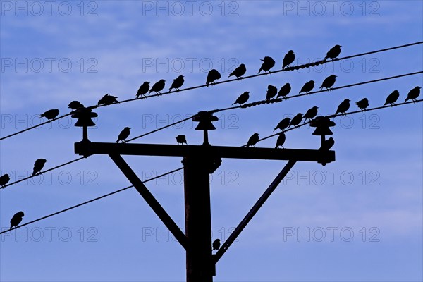 Common starlings