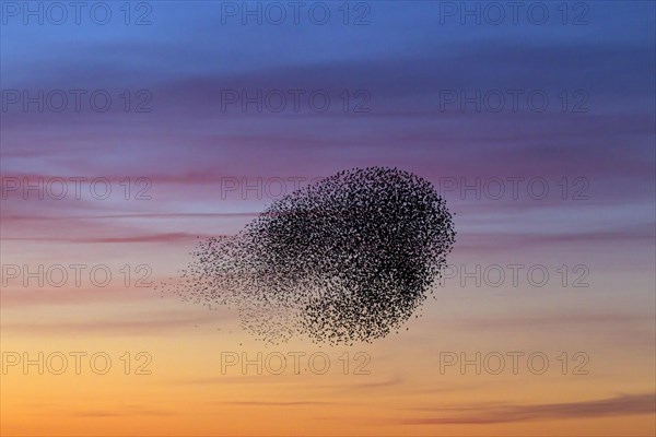 European starling